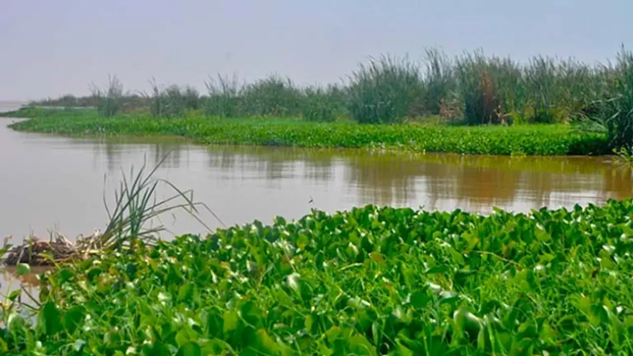 كيف يحول العلم ورد النيل من تحدٍ بيئي إلى 4 فوائد طبية؟